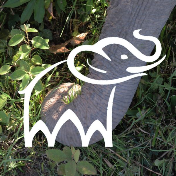 kulen elephant forest ticket