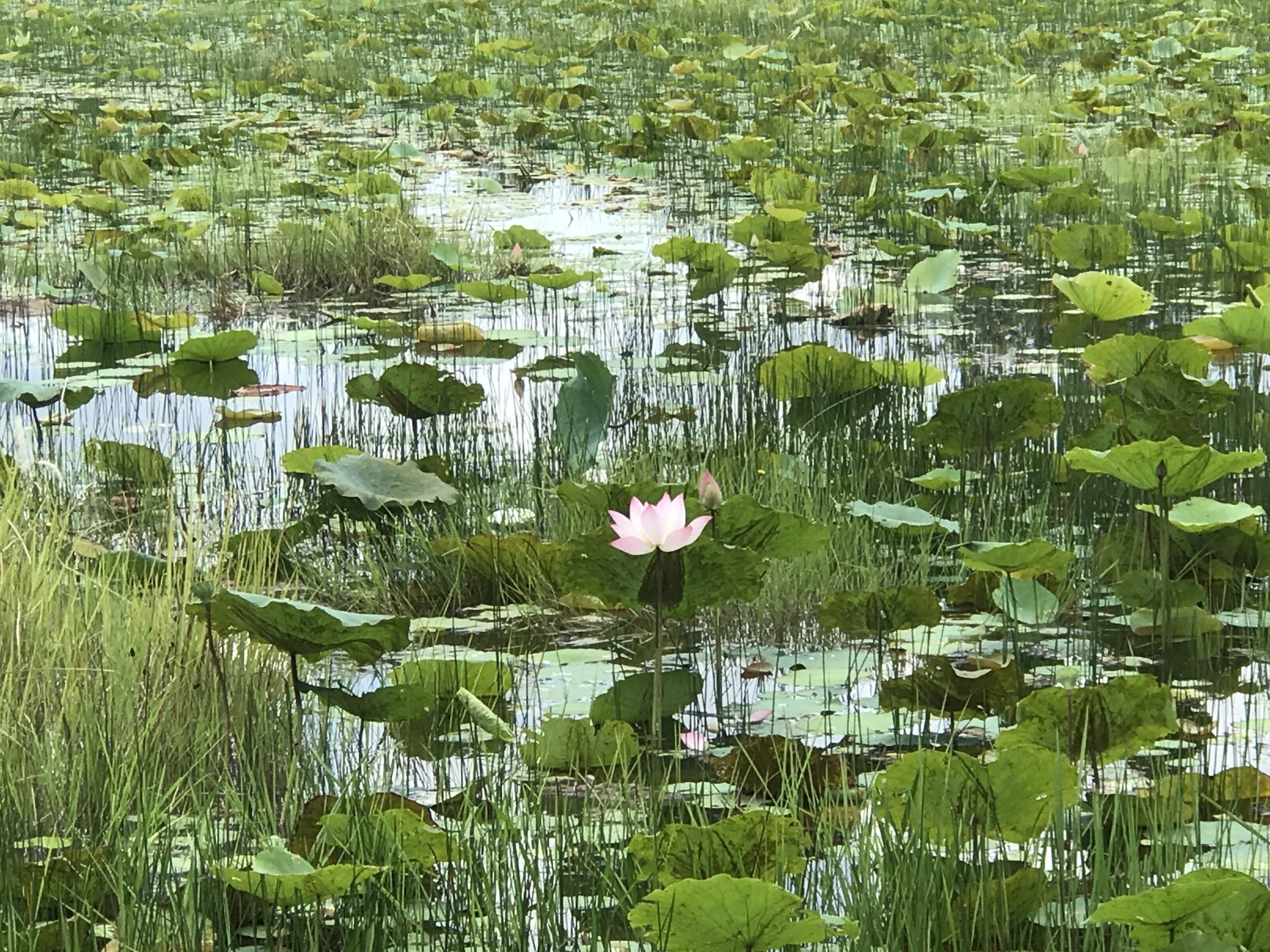 cambodia lotus farm cambodia lotus farm
